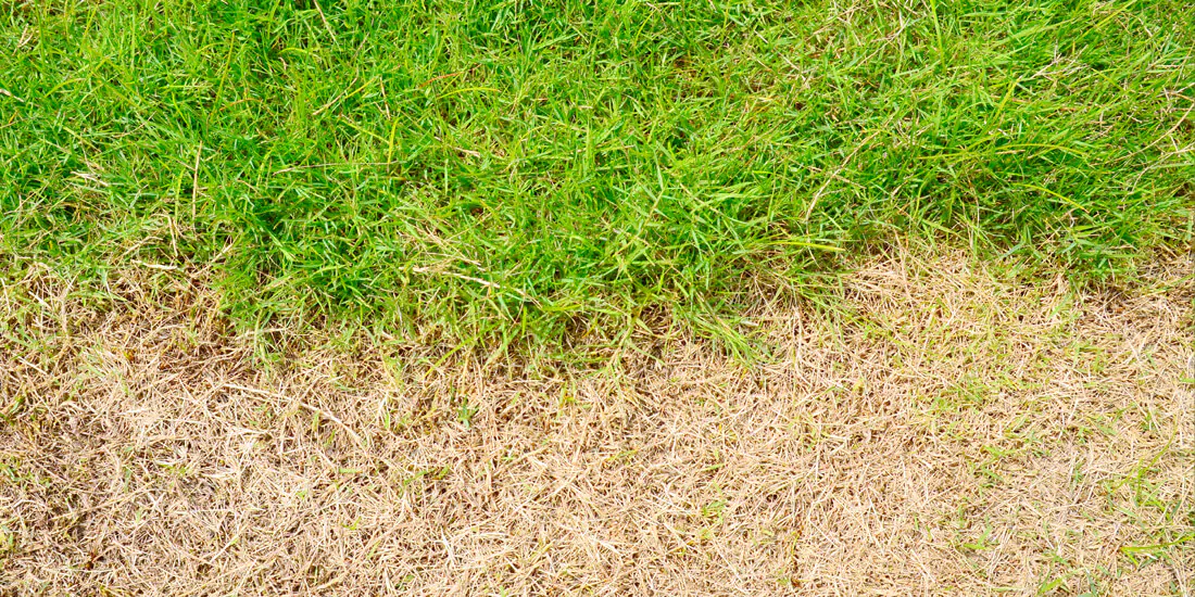 Lawn before and after SupaLawn